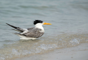  Greater Crested Tern bathing, Bahrain