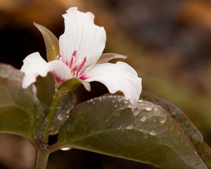 beautiful painted trillium after a rain shower at Rickett's Glen State Park in Pennsylvania