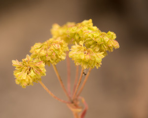 portrait of beautiful sulphur flower found in Colorada in Rocky Mountain National Park