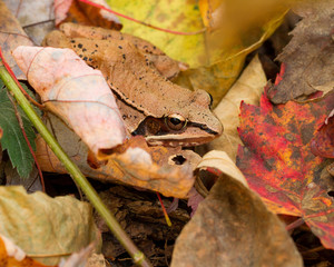 wood frog nestled in fall leaves