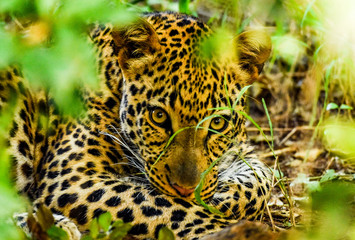 Leopard facing the camera