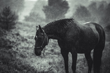 Pferd im Regen - obrazy, fototapety, plakaty