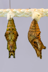 Butterflies farm. Sign In Different butterflies chrysalis on a branch - Stock Image
