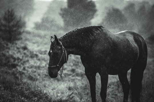Pferd im Regen