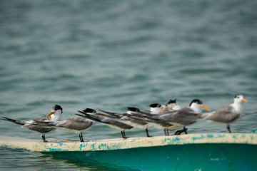 Fototapeta premium A flock of Greater crested terns perched on a parked boat at the Busaiteen coast, Bahrain