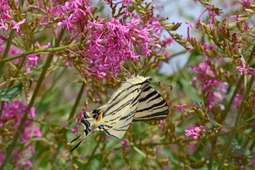Segelfalter (Iphiclides podalirius) an einer Roten Spornblume (Centranthus ruber) - Scarce...