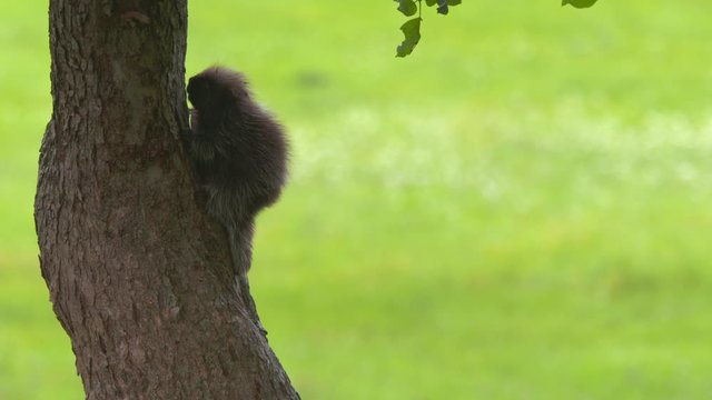 Adorable baby porcupine descends tree trunk with spring green background. Quills are clearly visible.