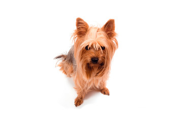 Yorkshire Terrier dog on white background