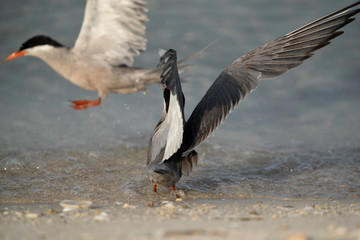 White-cheeked tern fight, Bahrain