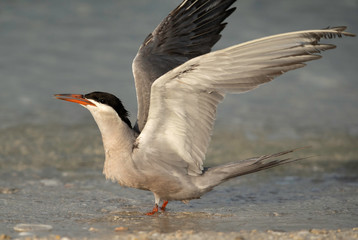 White-cheeked tern feeding her chick at Busaiteen coast