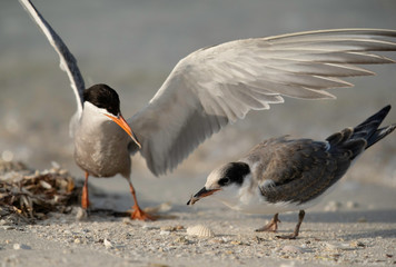 White-cheeked tern feeding her chick at Busaiteen coast