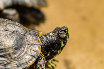 Obraz premium a red-eared turtle sunbathing in a pond