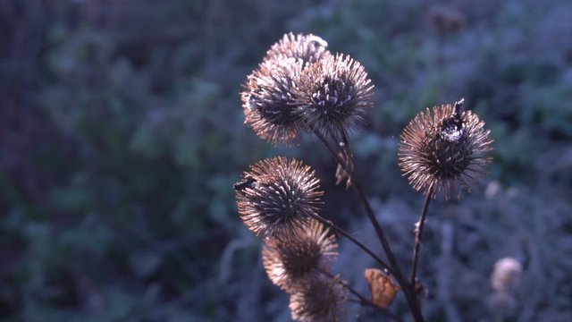 Frost On The Seeds Of Thistle