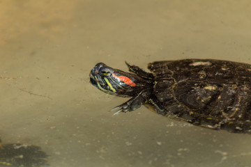a red-eared turtle sunbathing in a pond