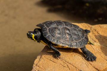 a red-eared turtle sunbathing in a pond