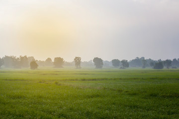 Fototapeta premium Paddy fields with Bright morning Fog
