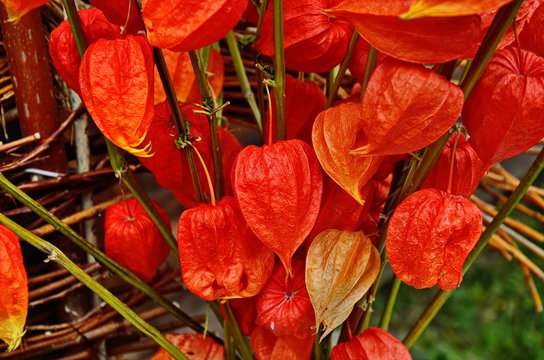 Beautiful orange fruits of physialis.