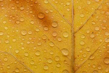 Laub mit Tropfen im Herbst