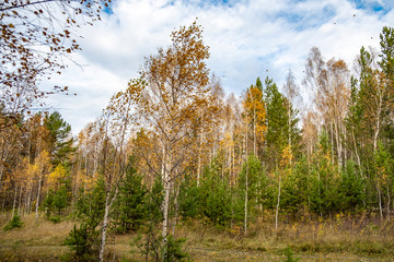 Scenic autumn landscape on a bright sunny day, blue sky, white cirrostratus clouds, colorful yellow, red, orange and green birch trees and spruces