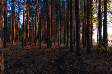 forest in the early morning, illuminated by the first rays of the sun