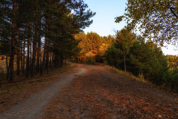 forest in the early morning, illuminated by the first rays of the sun