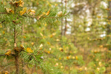 beautiful spruce tree with yellow leaves trees.close up of green branch of fir tree. autumn nature background. Close-up of spruce.Forest in the background.