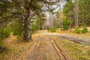 The dirt road in the forest, fine day in early autumn, track from the car, yellow leaves