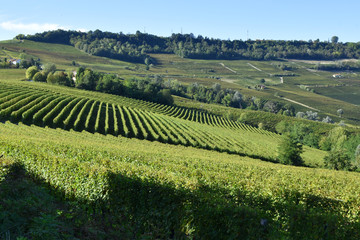 Fototapeta na wymiar Langhe vineyards panorama