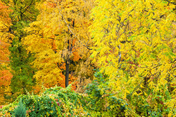 colorful autumn forest trees in magical colors