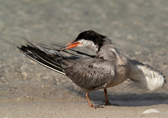 White-cheeked tern preening, Bahrain