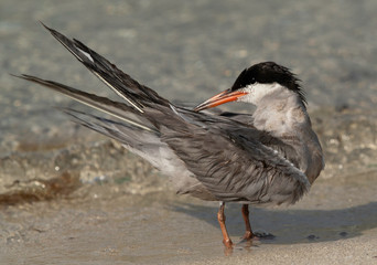 White-cheeked tern preening, Bahrain