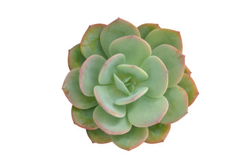Green succulent cactus flower tropical plant top view isolated on white background, clipping path...