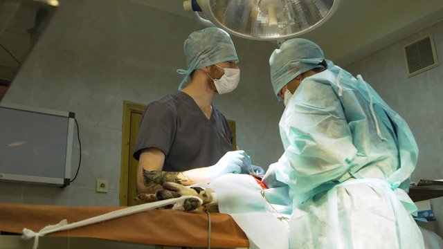 Veterinary surgeons make surgery for dog in the operating room of a veterinary clinic. Vets doing surgery in the clinic. Medicine, pet, animals, health care and people concept.