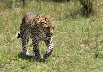 A leopard emerging out from its habitat to open grassland, Masai Mara, Kenya
