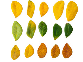 Naklejka premium autumn leaves on white background