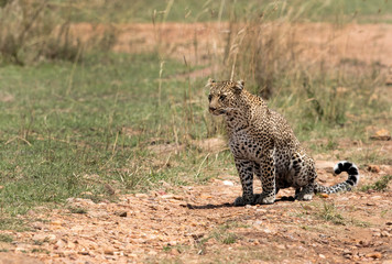 Fototapeta na wymiar A leopard emerging out from its habitat to open grassland, Masai Mara, Kenya