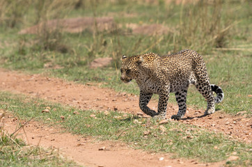 Obraz premium A leopard emerging out from its habitat to open grassland, Masai Mara, Kenya