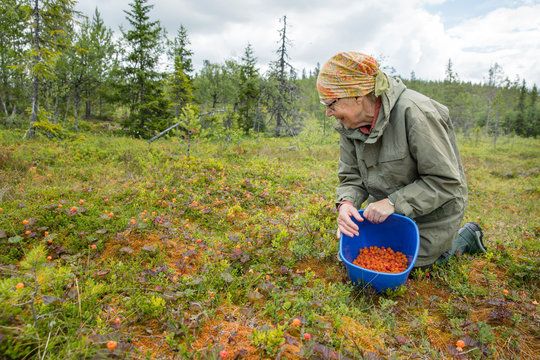 Senior woman picking cloudberries