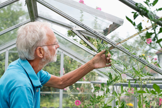 Senior man in greenhouse