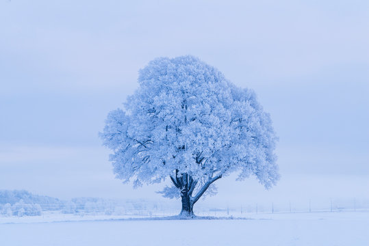 Snow covered tree during winter