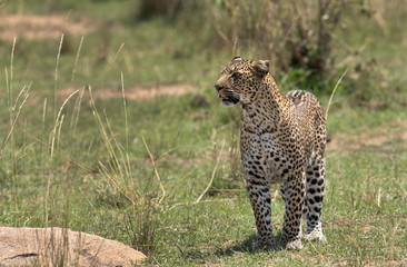 A leopard emerging out from its habitat to open grassland, Masai Mara, Kenya