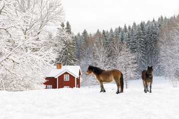 Horses on snow by forest and farmhouse