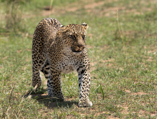Fototapeta na wymiar A leopard emerging out from its habitat to open grassland, Masai Mara, Kenya