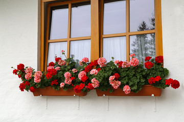 Fototapeta na wymiar Beautiful geranium on the window of a rural house