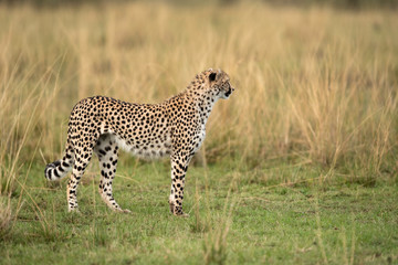 Fototapeta na wymiar Cheetah walking in Savannah, Masai Mara, Kenya