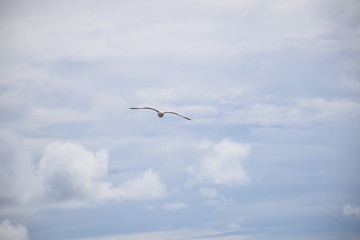 seagull flying in the blue sky