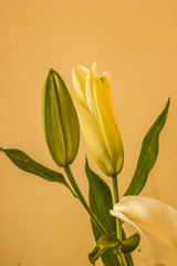 yellow tulips on white background