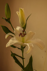 white orchid on green background
