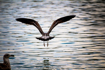 Gaviota volando sobre el agua en el Retiro