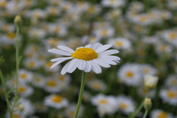 daisies in the garden